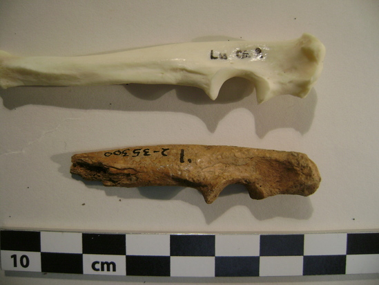 Hearst Museum object 5 of 5 titled Mammal bone, accession number 2-35300, described as Marmot ulna