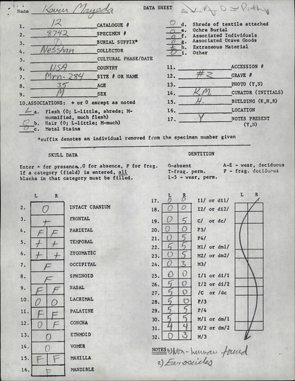 Documentation associated with Hearst Museum object titled Human remains, accession number 12-8742(0), described as Remains of one middle adult (35 year old) male.