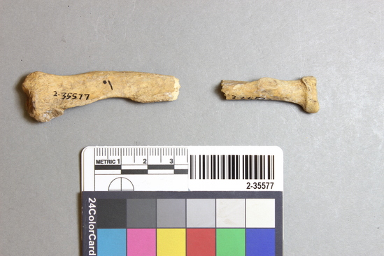 Hearst Museum object titled Mammal bone, accession number 2-35577, described as Sea otter; right radius.