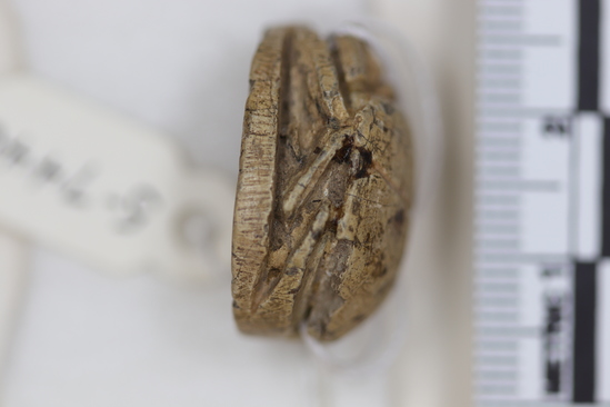 Hearst Museum object 3 of 6 titled Scarab seal, accession number 5-7446, described as Seal. Scarab. Tan glazed pottery. All scarab parts indicated. Reverse-Thothmes III cartouche with uraei, winged scarab, re sign. Length “.19cm. Width 1.84 cm. Height 1.12 cm. as part of scarab with two sets of uraei)?) - sun disc between tibia, no wings