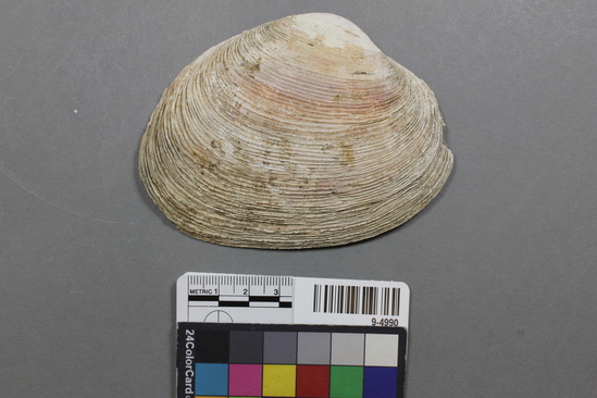 Hearst Museum object titled Shell, accession number 9-4990, described as Raphia schnelliana