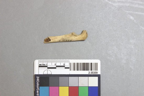 Hearst Museum object titled Mammal bone, accession number 2-35359, described as Sea otter right ulna fragment juvenile