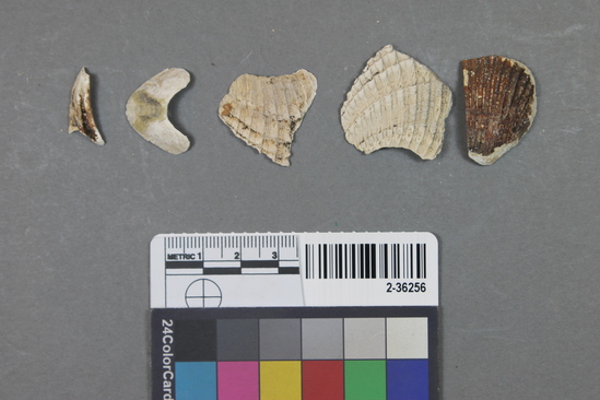 Hearst Museum object titled Shell, accession number 2-36256, described as Unidentified shell