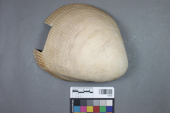 Hearst Museum object titled Shell, accession number 1-8319, described as Bivalve shell, appears to have been sampled.