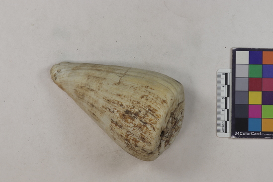 Hearst Museum object titled Shell, accession number 4-346, described as Marine shell of Conus fergusoni