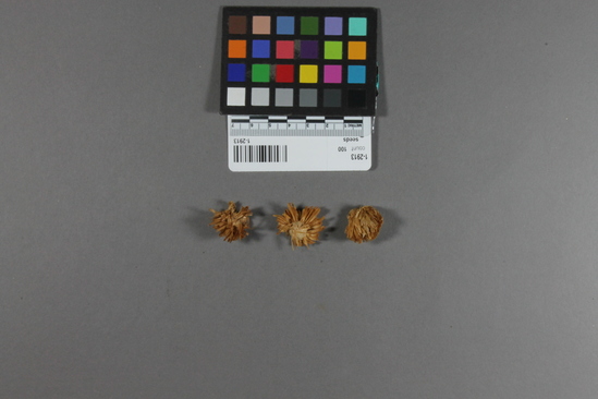 Hearst Museum object 1 of 3 titled Seeds, accession number 1-2913, described as Shelled heads of plant called Indian wheat. The specimen consists of inflorescence heads and fruits of Wyethia angustifolia (DC.) Nutt., California compassplant, Asteraceae.