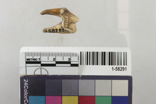 Hearst Museum object 1 of 2 titled Tooth, accession number 1-58291, described as Coyote or wolf