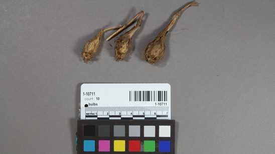 Hearst Museum object titled Bulbs, accession number 1-10711, described as Bulbs, ethnobotanical.  Foodstuff.