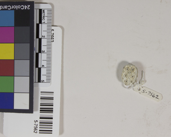 Hearst Museum object 3 of 4 titled Scarab seal, accession number 5-7562, described as Seal. Scarab. Stone with grey-white glaze. All scarab parts present. Reverse- two rows of three circles with inner circles and dots in centers. Length 1.46 cm. Width 1.5 cm. Height 6.7 mm.