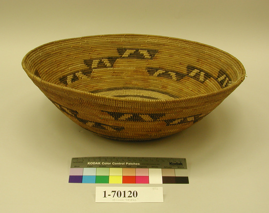 Hearst Museum object titled Basket tray, accession number 1-70120, described as Coiled, deep tray.  Tag "Mission Type". Per Ralph Shanks: Broad bowl, with flaring sides.  May have been used.  Deergrass bundle foundation.  Wefts are sumac at the base and primarily juncus on the sides.  The designs are sumac and juncus, natural, orange, and black-dyed.  The designs are two rings of black juncus at the base and on the sides are four sets of diagonal chains of three trapezoids with two slashes in the middle.  The basket has an interior workface with a rightward work direction and bound under weft fag ends.  The coil rim is plain wrapped with a two inch long herringbone ending.
