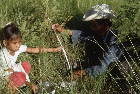 Hearst Museum object titled Color slide, accession number 25-17763, described as Aje gathering; Plan de los Angeles