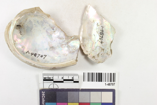 Hearst Museum object titled Abalone, accession number 1-48707, described as Abalone shell fragments