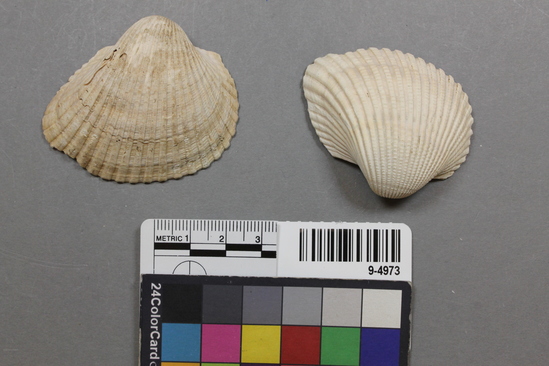 Hearst Museum object titled Shell, accession number 9-4973, described as Anadara Scapha