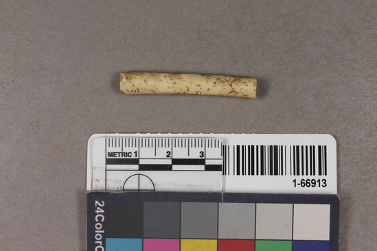 Hearst Museum object titled Whistle fragment, accession number 1-66913, described as Bird bone.