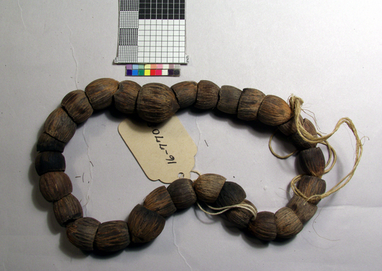 Hearst Museum object titled Necklace, accession number 16-7708, described as Pierced ouricurí nuts.