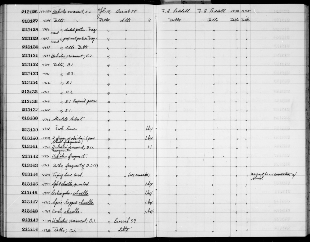 Documentation associated with Hearst Museum object titled Worked shell, accession number 1-213143, described as Haliotis shell fragment; B.2(?). Notice: Image restricted due to its potentially sensitive nature. Contact Museum to request access.