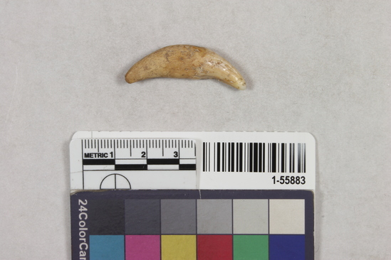 Hearst Museum object 2 of 2 titled Tooth, accession number 1-55883, described as tooth, wolf, ornament; 36mm long