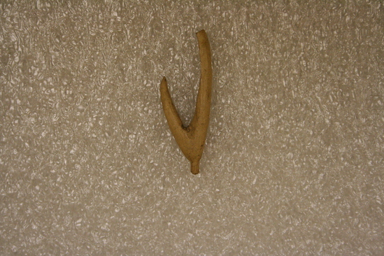 Hearst Museum object 1 of 4 titled Fishhook, accession number 1-158761, described as Bone, fish