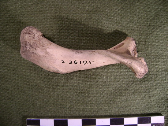 Hearst Museum object 3 of 4 titled Mammal bone, accession number 2-36195, described as Sea otter, juvenile, left humerus.