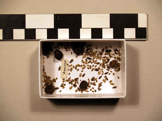 Hearst Museum object titled Seeds, accession number 1-26968, described as Sunflower "chia" and grassnut seeds.  Includes Scientific name Helianthus annuus common name common sunflower. The main component of the specimen consists of a mixture of achenes of Helianthus annuus L., common sunflower (Note: According to the treatment in Hickman, J. C., 1993, The Jepson Manual: Higher Plants of California, University of California Press, H. annuus is highly variable and hybridizes with several other species), and seeds of Salvia columbariae Benth., chia. Lamiaceae (placed in a gelatin capsule). Other items found and placed in a gelatin capsule: 2 tubers of Cyperus esculentus L., yellow nutsedge, Cyperaceae.