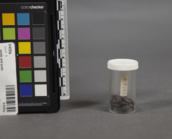 Hearst Museum object 2 of 2 titled Seeds, accession number 9-9355a, described as Carob seeds, 33 (a), and 2 pods (b,c), dark brown, 11 cm. 1. (ceratonia siliqua); also 4 wheat grains (d), each 50 mg. wt, representing the original grains carat of 1/4 carat/