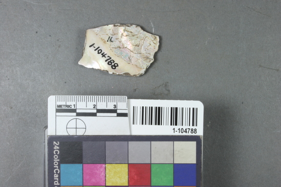 Shell fragment