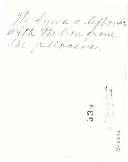 Hearst Museum object titled Black and white photograph, accession number 13-6946, described as A small black-and-white photographic print of a hyena from Hoefler's expedition to Africa. Written on the back in pencil: "The hyena a leftover with the lion from the pliocene." "534" is stamped in black on the back along with "Velox Prints by Eastman Kodak Stores, Inc., 626 Sixteenth St. - Denver.