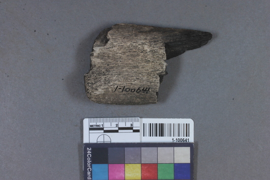 Hearst Museum object titled Wedge fragment, accession number 1-100641, described as Antler.