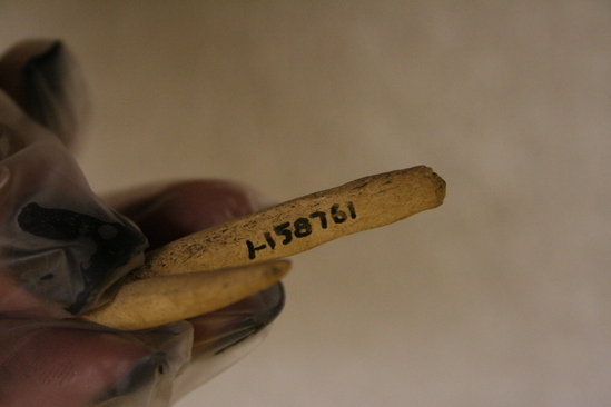 Hearst Museum object 4 of 4 titled Fishhook, accession number 1-158761, described as Bone, fish