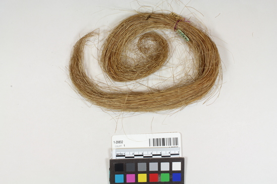 Hearst Museum object titled Iris fiber, accession number 1-20832, described as Iris fiber.