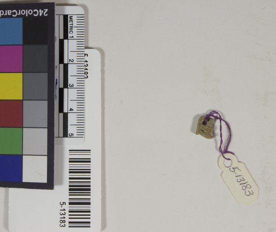 Hearst Museum object 4 of 4 titled Amulet, accession number 5-13183, described as Amulet, two holes drilled transversely and horizontally through amulet, heavily eroded, 1 cm x 0.5 cm.