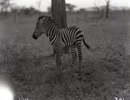 Hearst Museum object titled Black and white negative, accession number 15-32245, described as 4" x 5" Negative. Side view of Dapper, the baby zebra the Expedition kept.  Hoefler's original description: "Baby zebra. Although many have tried to train the zebra into a useful animal to man, none have succeeded in the attempt and he is considered vermin. The farmer shoots him to protect his crops and the hunter shoots him for lion bait and to feed his natives.