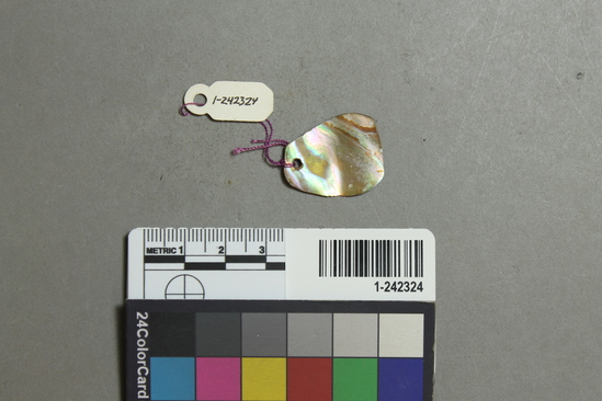 Hearst Museum object titled Ornament, accession number 1-242324, described as Haliotis ornament