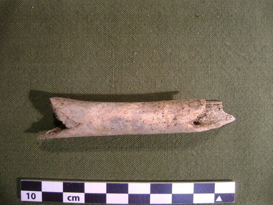 Hearst Museum object 6 of 11 titled Mammal bone, accession number 2-35875, described as Canis lupis ? Femoral diaphysis.