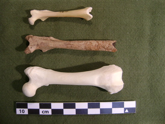 Hearst Museum object 3 of 3 titled Mammal bone, accession number 2-35704, described as Marmota cf. monax, left femur.