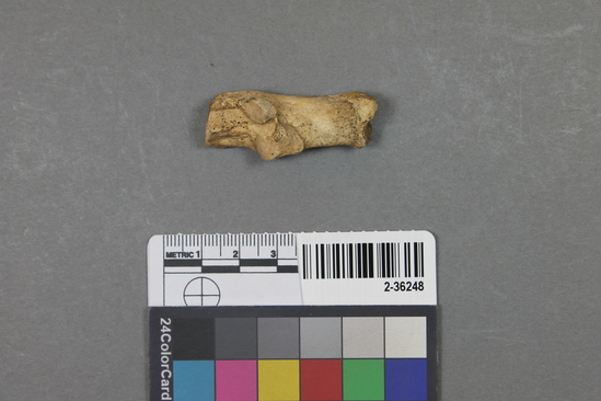 Hearst Museum object titled Mammal bone, accession number 2-36248, described as Canis cancaneum.