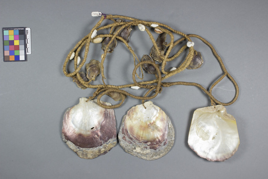 Hearst Museum object titled Shell money, accession number 11-31962, described as Three pieces pearl-shell money tied together with sinnet cord