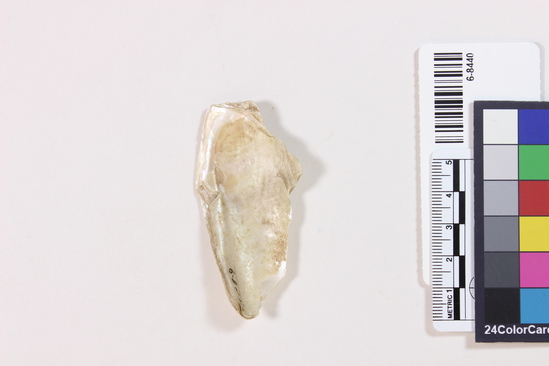 Hearst Museum object 4 of 4 titled Shell fragment, accession number 6-8440, described as Shell fragment. Length 7cm.