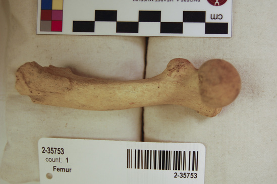 Hearst Museum object 5 of 14 titled Mammal bone, accession number 2-35753, described as Sea otter, left femur.