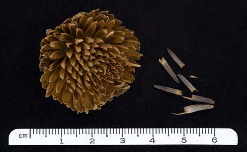 Hearst Museum object 1 of 6 titled Plants, accession number 1-11909, described as Seeds of plant used for food. Parch in basket with coals. The specimen consists of inflorescence heads and fruits of Wyethia angustifolia (DC.) Nutt., California compassplant, Asteraceae.