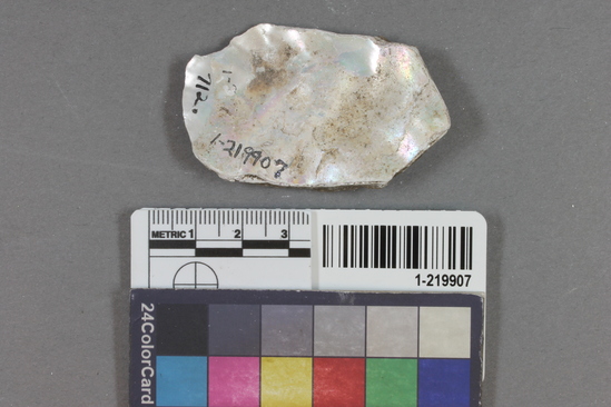 Hearst Museum object titled Shell fragment, accession number 1-219907, described as Worked.