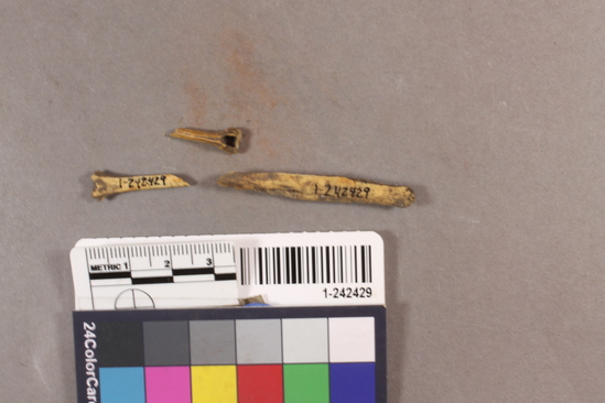 Hearst Museum object titled Faunal remains, accession number 1-242429, described as Faunal remains: mammal.