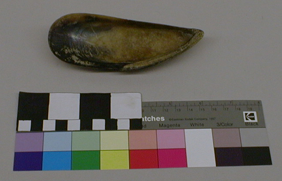 Hearst Museum object titled Spoon, accession number 1-9515, described as Mussel shell.  Piece chipped off of side.