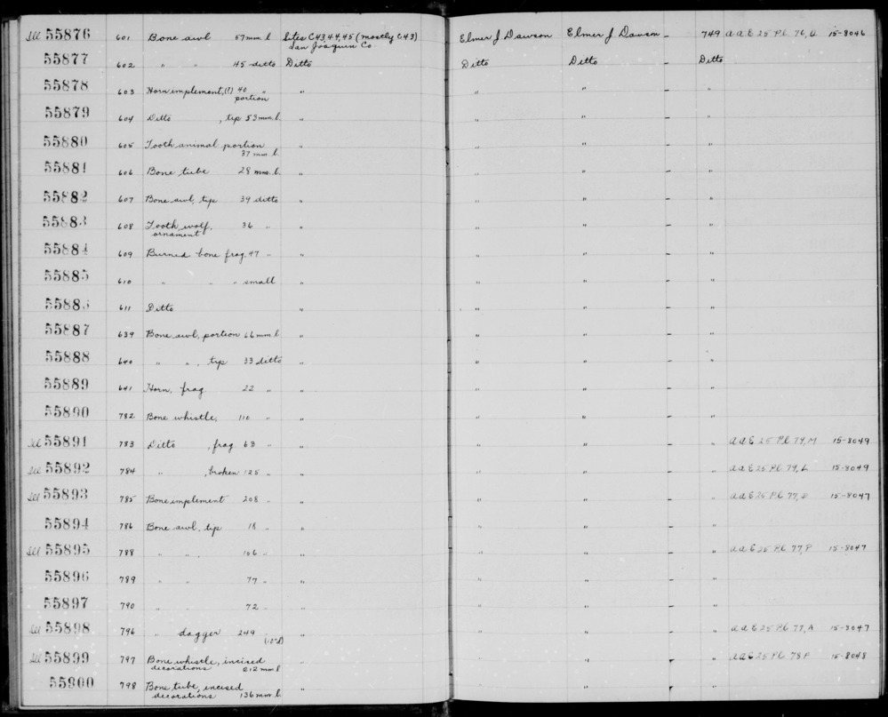 Documentation associated with Hearst Museum object titled Tooth, accession number 1-55883, described as tooth, wolf, ornament; 36mm long