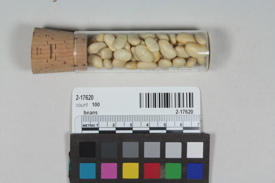 Hearst Museum object titled Beans, accession number 2-17620, described as White beans, Phaseolus vulgaris.