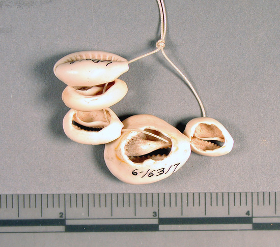 Hearst Museum object titled Beads, accession number 6-16317, described as Beads: 5 small cowrie shells.