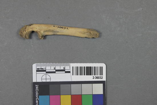 Hearst Museum object titled Mammal bone, accession number 2-36032, described as Sea otter left ulna.