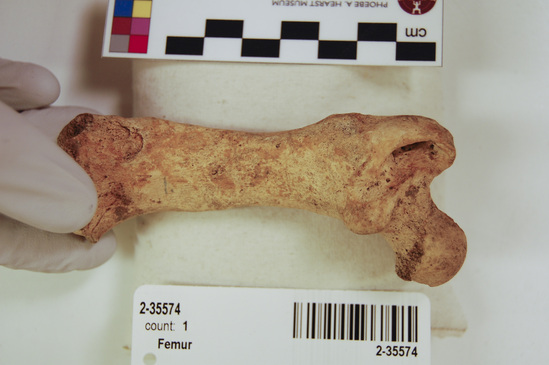 Hearst Museum object 2 of 21 titled Mammal bone, accession number 2-35574, described as Sea otter, left femur.