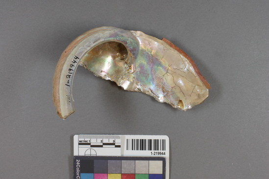 Hearst Museum object titled Shell fragment, accession number 1-219944, described as Abalone shell.