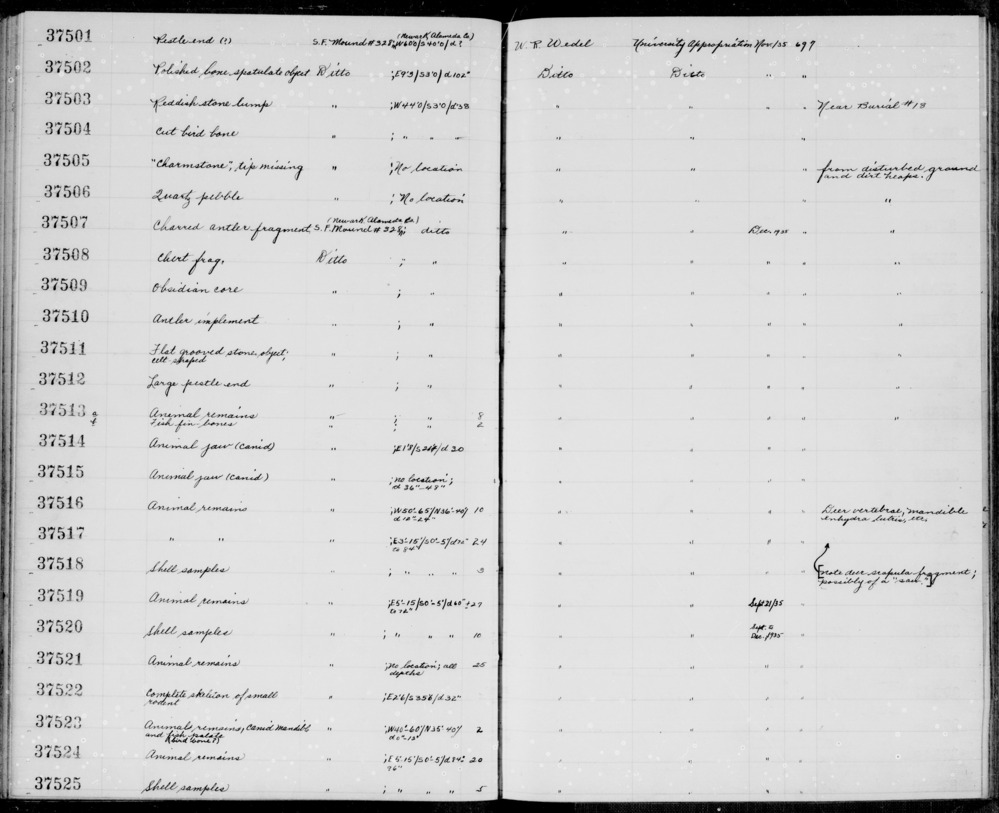 Documentation associated with Hearst Museum object titled Shell sample, accession number 1-37518, described as Shell sample; Cerithidea californica, Macoma nasuta.